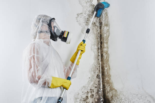 Best Industrial Mold Remediation  in Spring Hill, FL